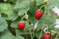 Bio-Erdbeere Gourmet, (Fragaria vesca), im 12cm Topf