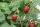 Bio-Erdbeere Gourmet, (Fragaria vesca), im 12cm Topf