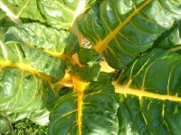 Bio-Mangold, (Beta vulgaris), im 12cm Topf