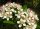 Bio-Aronia Vitaminbeere, (Aronia arbutifolia), im 12cm Topf