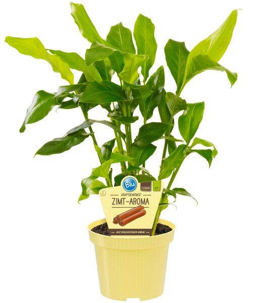 Bio-Zimt-Aroma, (Elettaria cardamomum),  im 12cm Topf