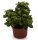 Geldbaum panaschiert (Crassula ovata), im 10cm Topf, ca. 15cm hoch