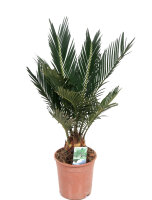 Palmfarn, (Cycas revolutaca). ca. 50 cm hoch, im 14cm Topf