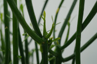 Bleistiftkaktus (Euphorbia tirucalli) ca. 40cm hoch im 17cm Topf