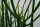 Bleistiftkaktus (Euphorbia tirucalli) ca. 40cm hoch im 17cm Topf