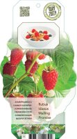 Sommer Himbeere, (Rubus idaeus), Sorte: Malling Promise,...
