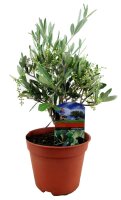Olivenbaum - Busch, (Olea europea), ca. 30cm hoch im ca....