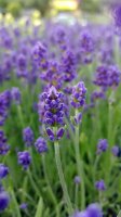 Lavendel (Lavandula angustifolia), blau blühend, im...