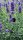 Lavendel (Lavandula angustifolia), blau blühend, im 9cm Topf