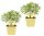 Bio Aromatisches Cola-Kraut, (Artemisia abrotanum var. maritima), je im 12cm Topf, 2 Pflanzen im Set