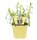 Bio Französischer Estragon (Artemisia dracunculus), im 12cm Topf