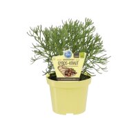 Bio Gyros-Kraut (Artemisia caucasia) im 12cm Topf