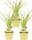 Bio Knobi-Gras (Tulbaghia violacea), je im 12 cm Topf, 3 Pflanzen im Set