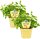 Bio Limo-Pflanze (Agastache mexicana), je im 12cm Topf, 2 Pflanzen im Set
